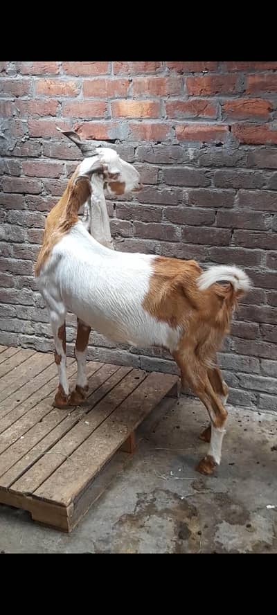 dasi bakri gaban tayr 3.5 month ki