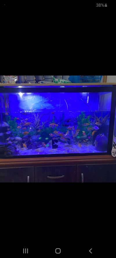 fishes