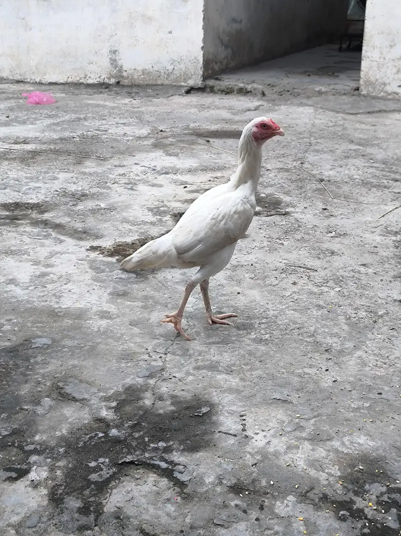 heera aseel pair — photo 3