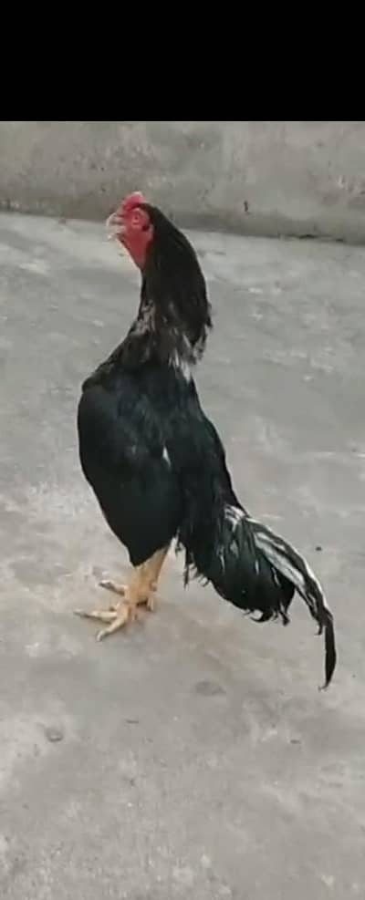 lassani aseel male mazboot jor only serious buy contacts 03105018329