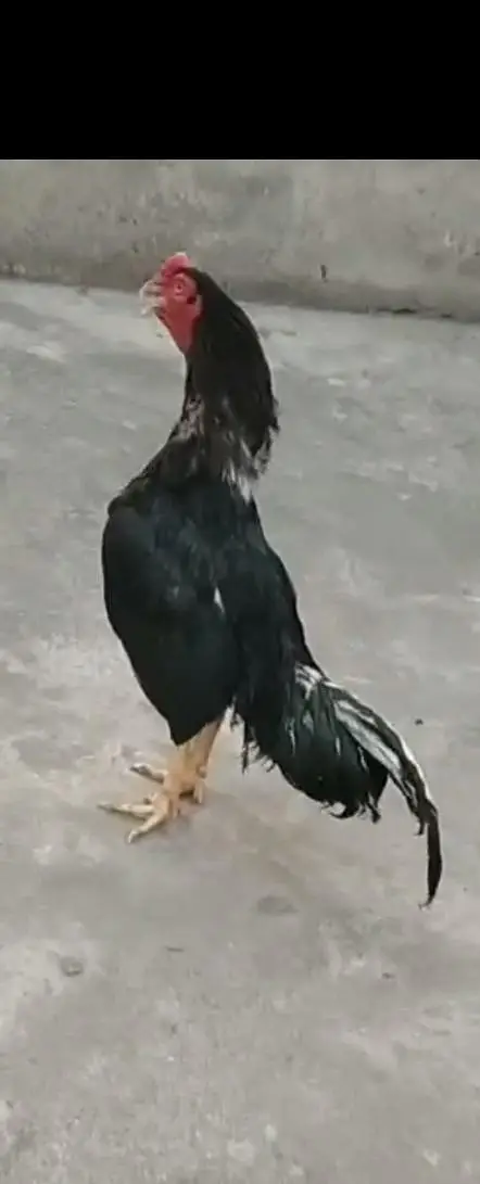 lassani aseel male mazboot jor only serious buy contacts 03105018329