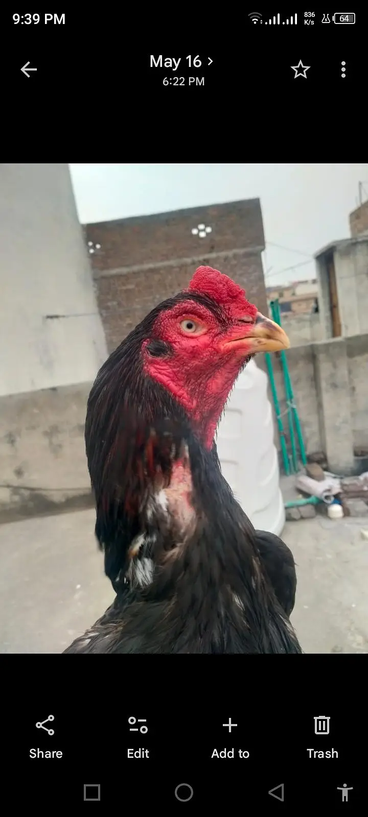 lassani aseel male mazboot jor only serious buy contacts 03105018329 — photo 2