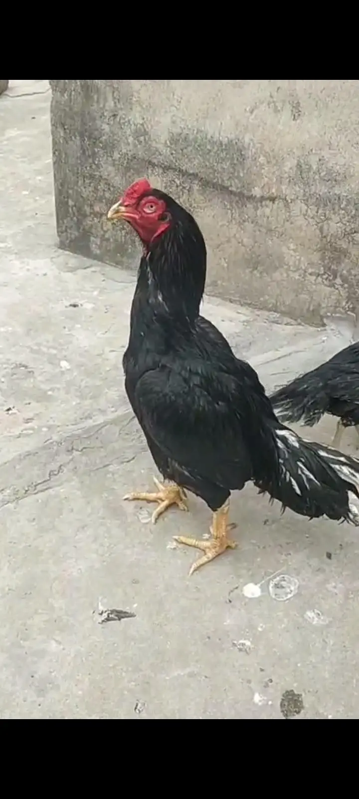 lassani aseel male mazboot jor only serious buy contacts 03105018329 — photo 3