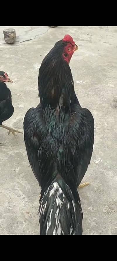 lassani aseel male mazboot jor only serious buy contacts 03105018329