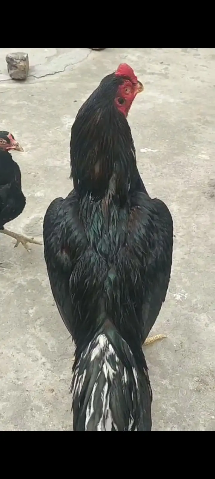 lassani aseel male mazboot jor only serious buy contacts 03105018329 — photo 4