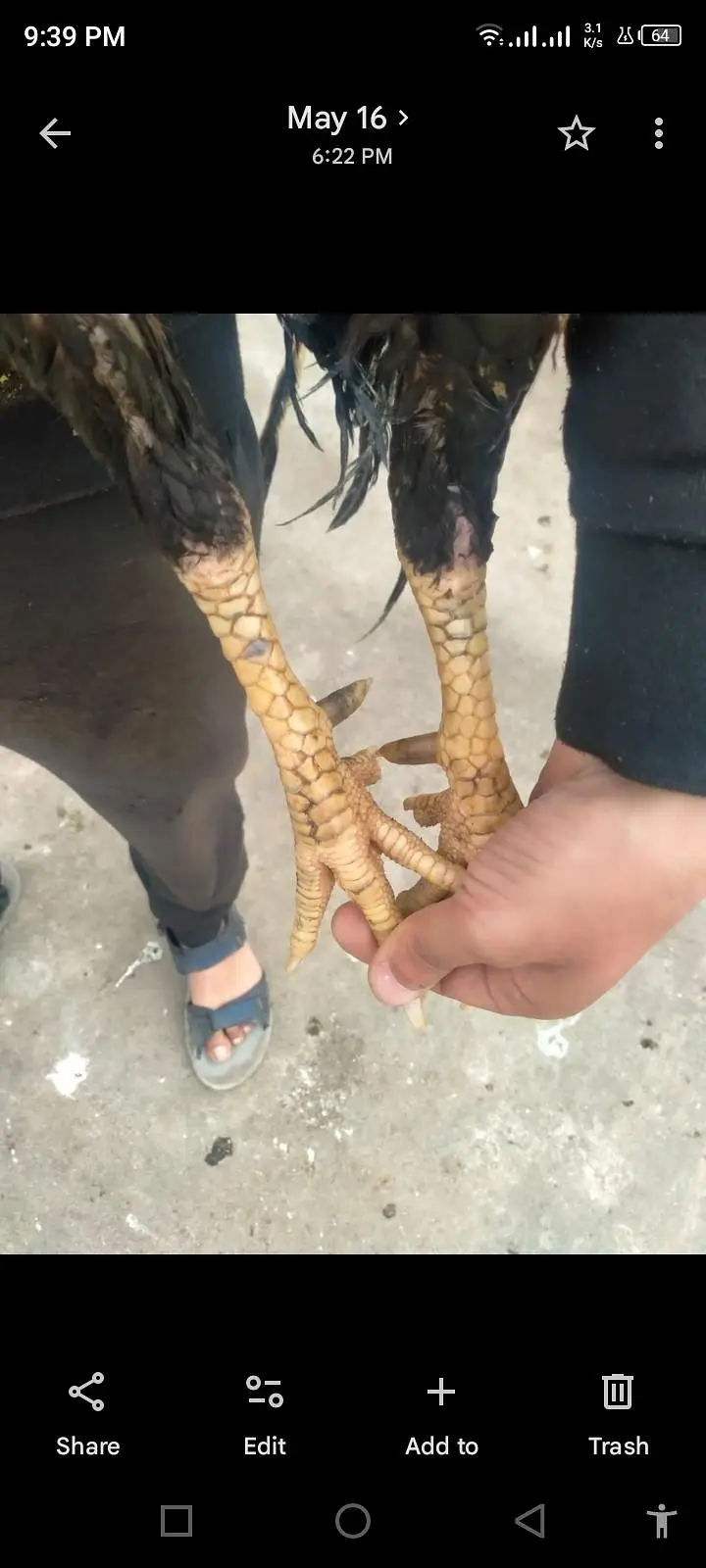 lassani aseel male mazboot jor only serious buy contacts 03105018329 — photo 5