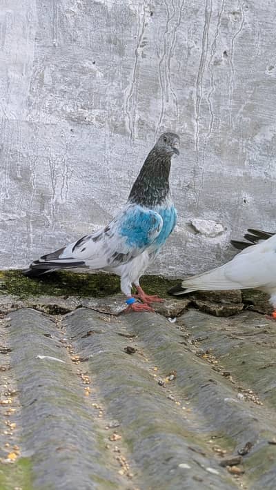 Chat Wala Breeder Pair