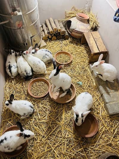 Beautiful & Healthy Rabbits For Sale!
