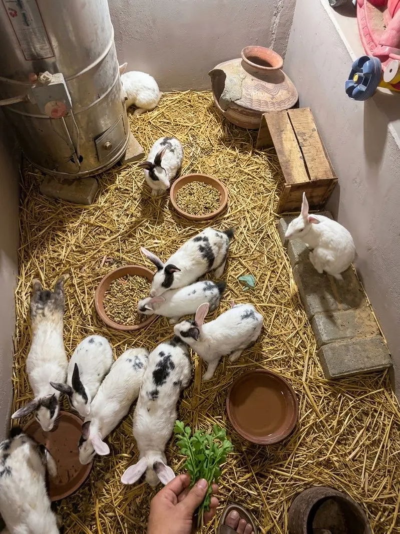 Beautiful & Healthy Rabbits For Sale! — photo 2