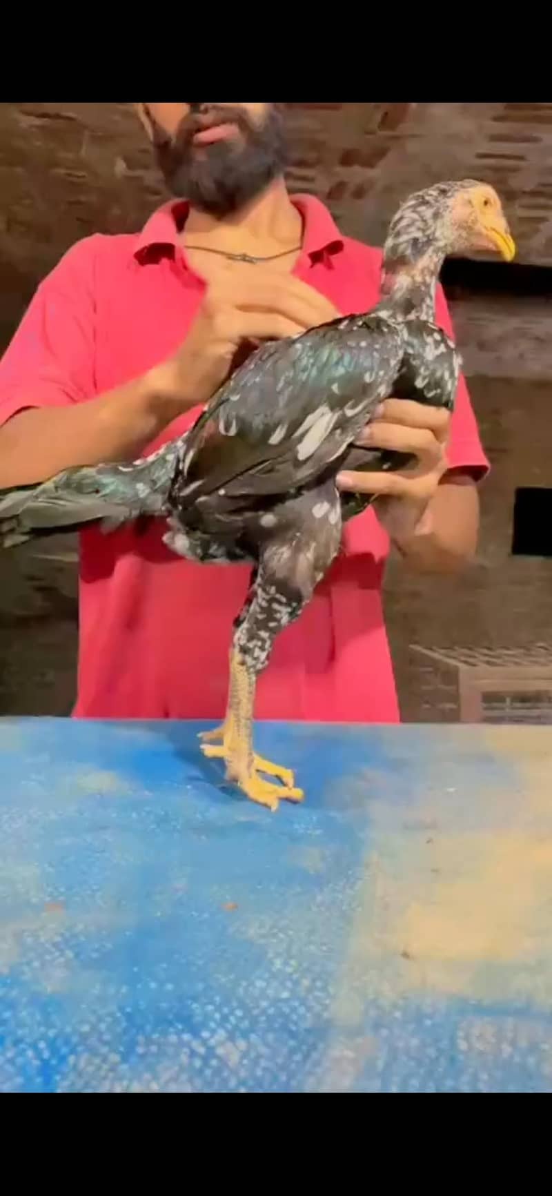 pakoye thai 0