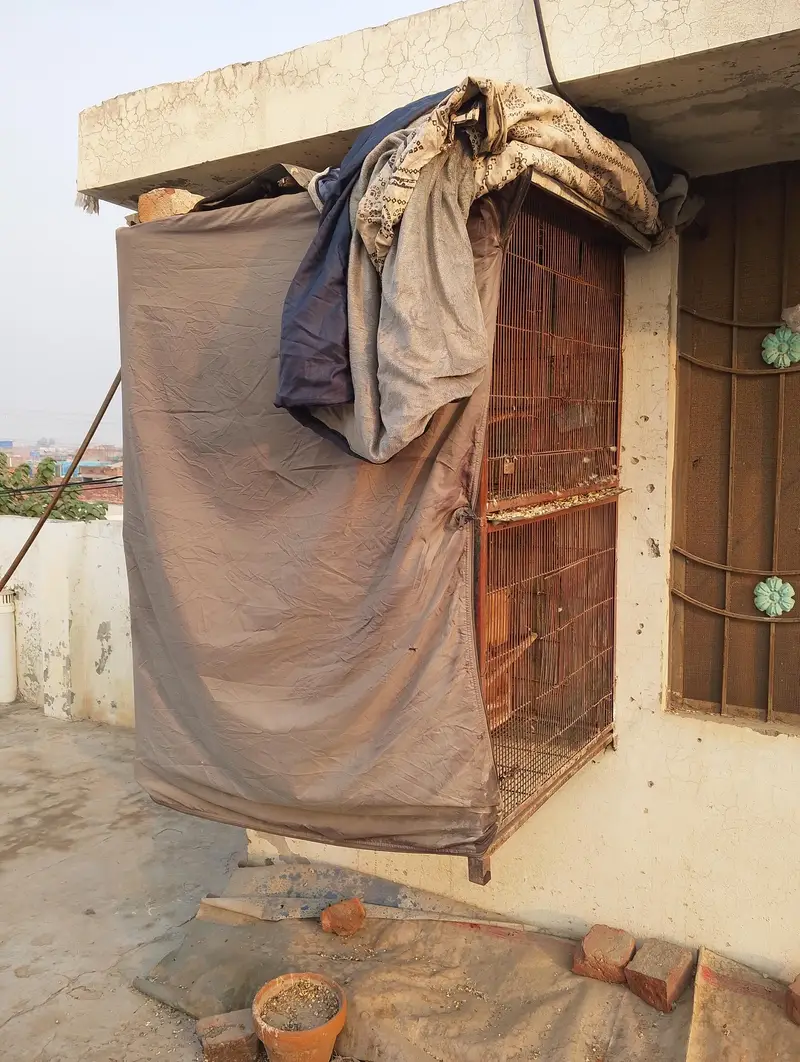 cage for urgent sale 03109202516