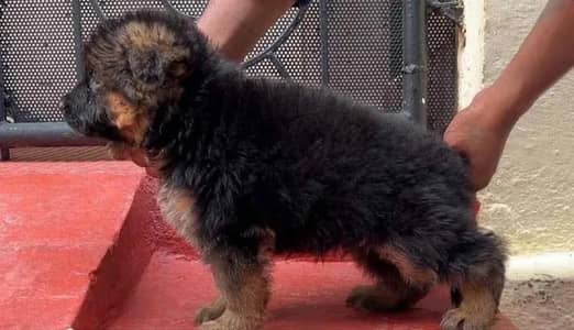 Long coat German shepherd puppy available