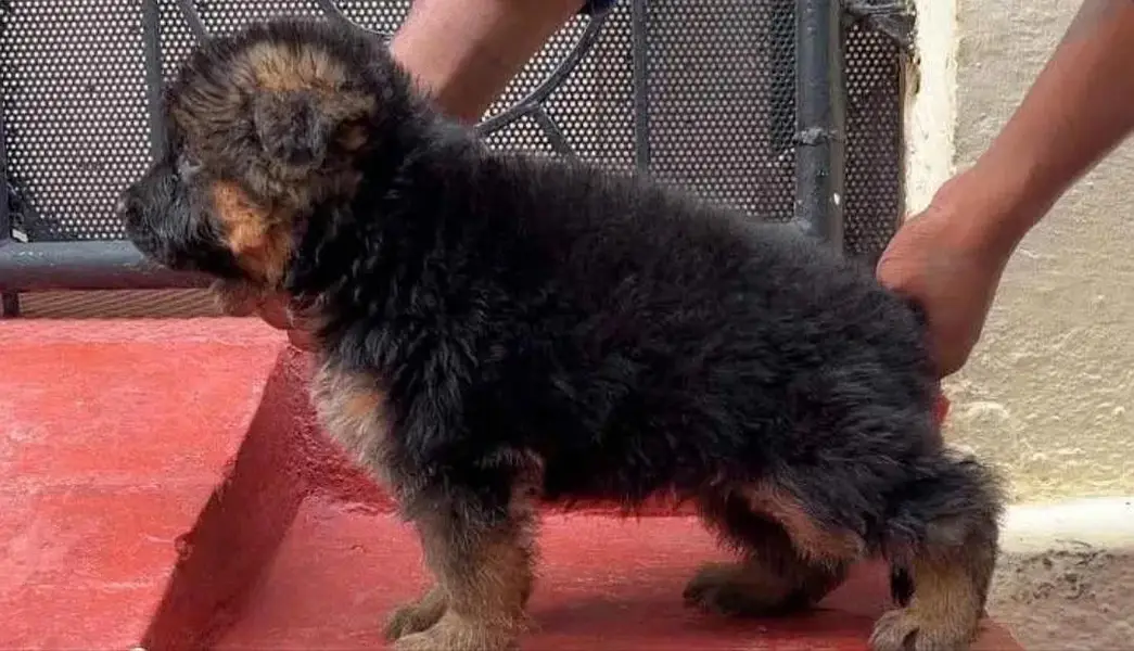 Long coat German shepherd puppy available