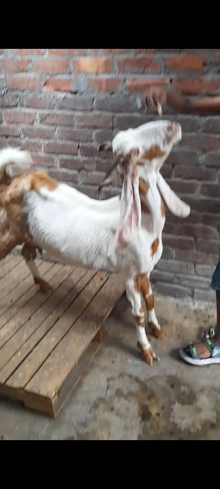 dasi bakri gaban tayr 3.5 month ki — photo 2