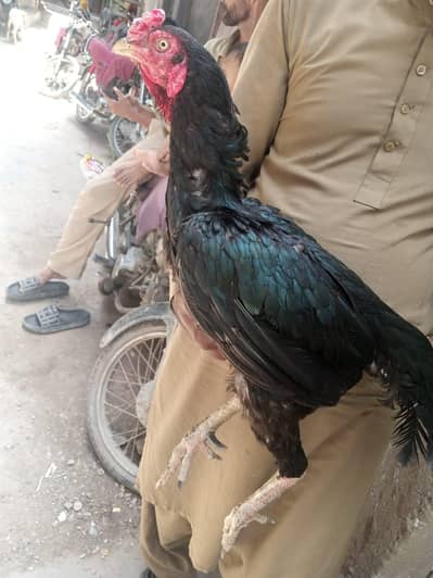 aseel mushka madia