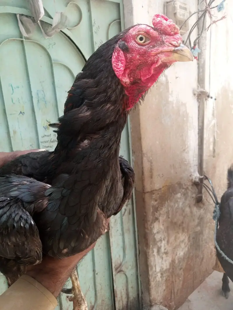 aseel mushka madia — photo 2