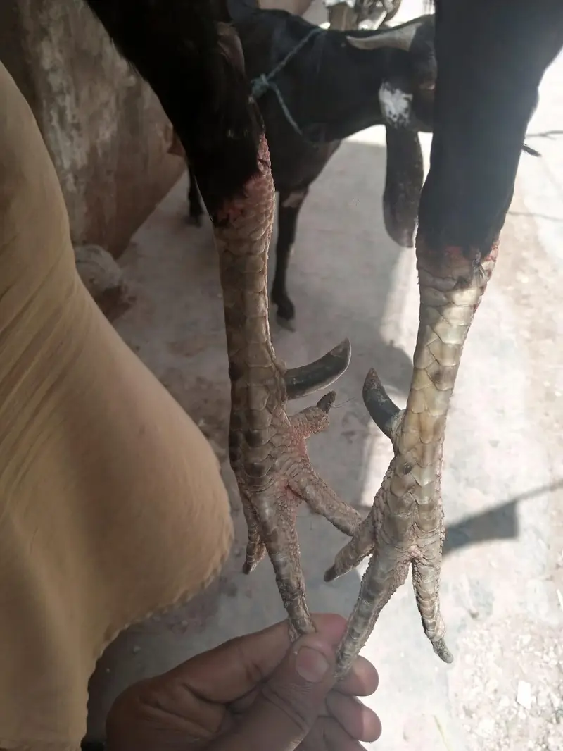 aseel mushka madia — photo 3