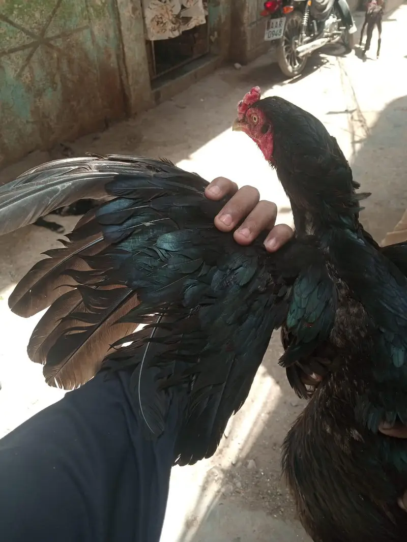aseel mushka madia — photo 4
