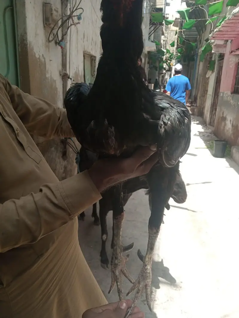 aseel mushka madia — photo 5