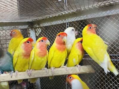 Lovebirds Breeder Pairs