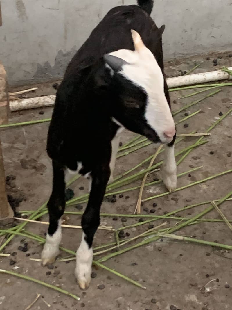 Chamba tedda zero size 1