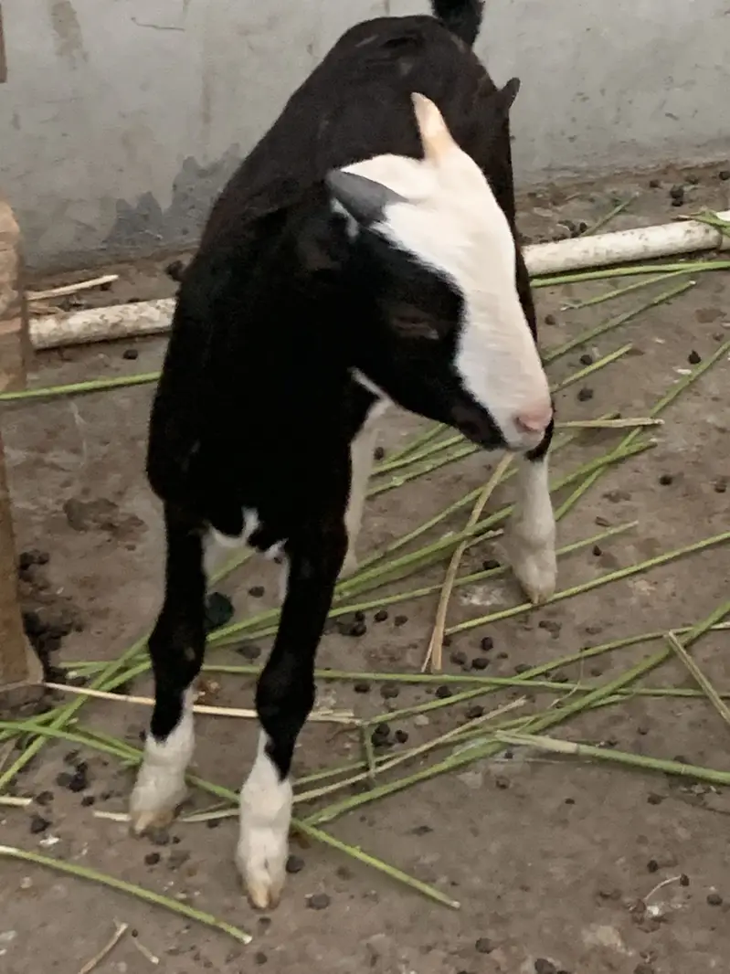 Chamba tedda zero size — photo 2