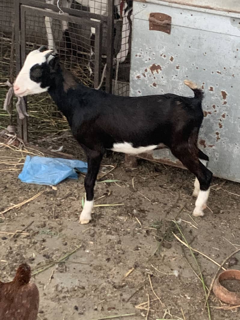 Chamba tedda zero size 3