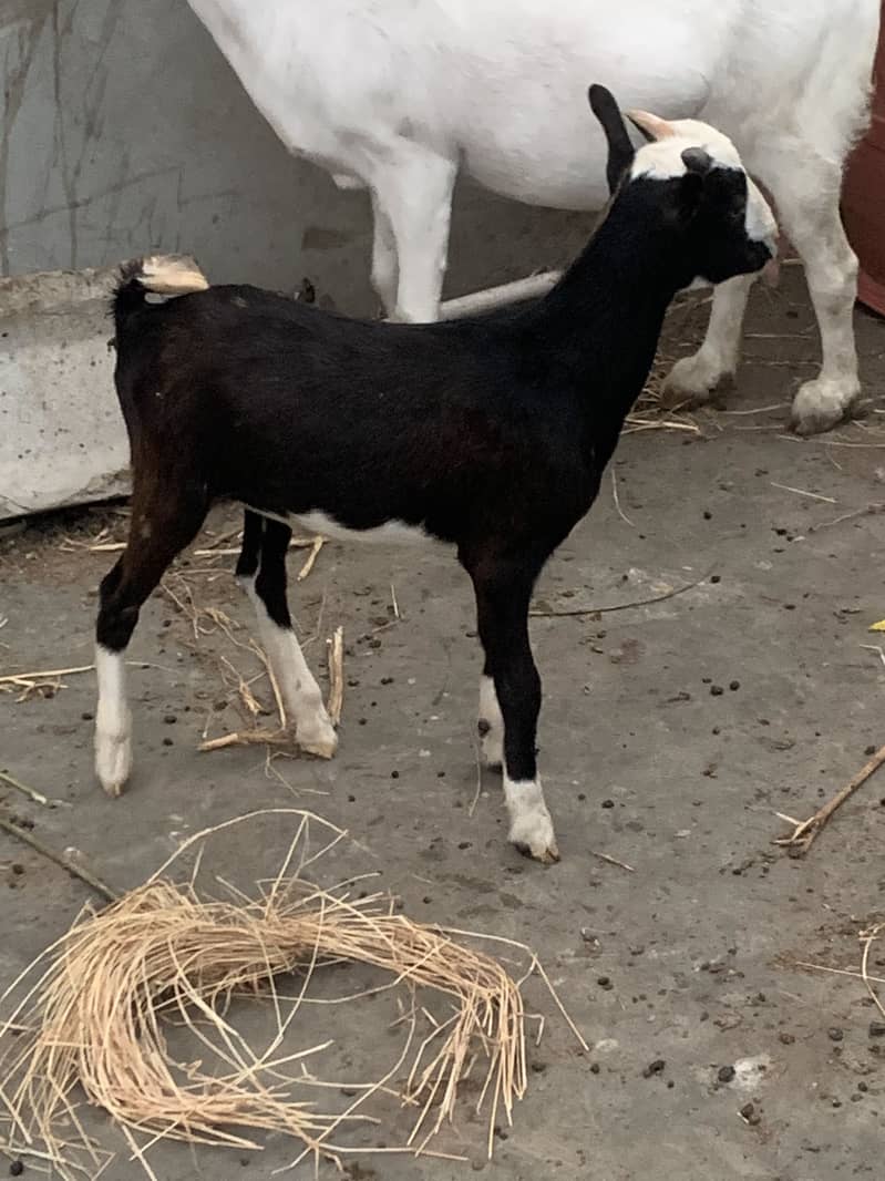 Chamba tedda zero size 4