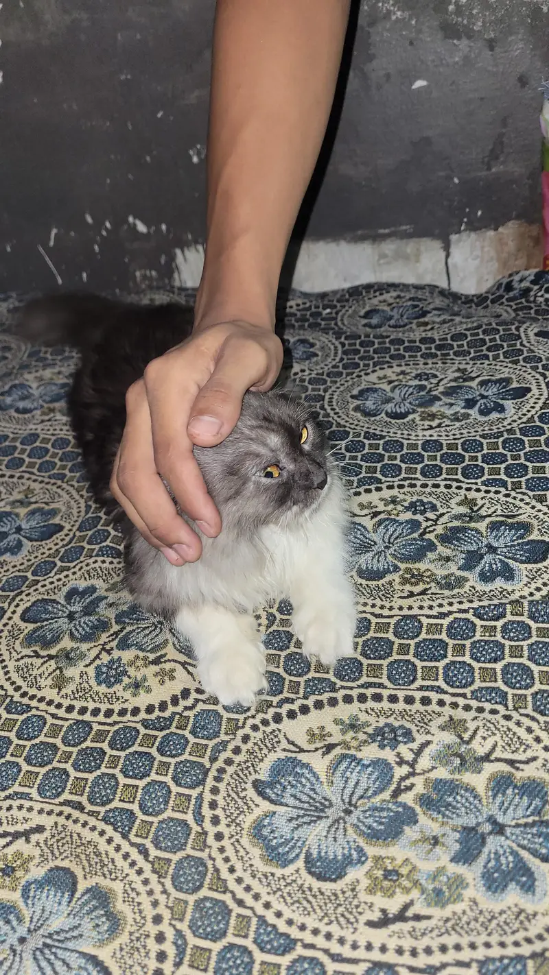 cat for sale