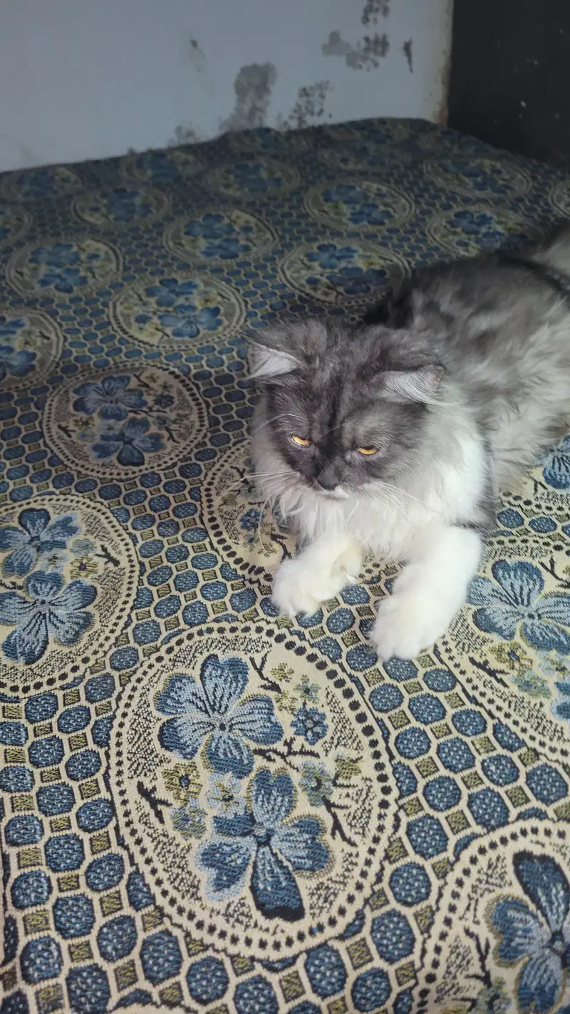 cat for sale — photo 2