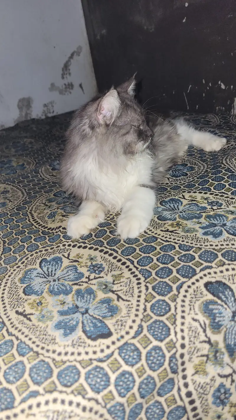 cat for sale — photo 3