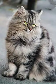 long coated furry Persian female
