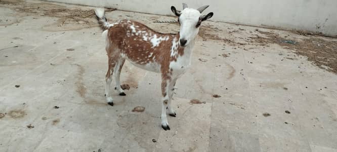 Argent sell dono available han 4 or 2 dat me han cross nhi ha abhi