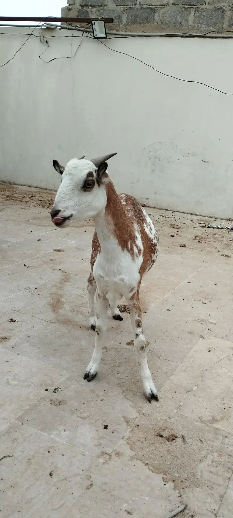 Argent sell dono available han 4 or 2 dat me han cross nhi ha abhi — photo 2