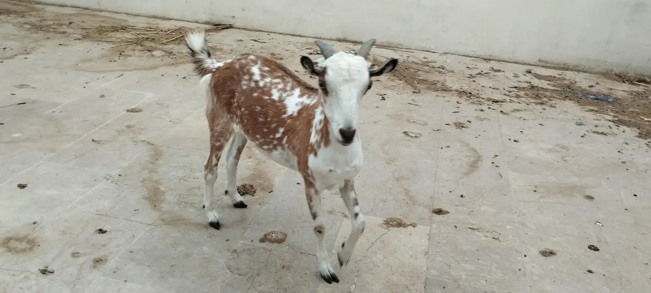 Argent sell dono available han 4 or 2 dat me han cross nhi ha abhi — photo 3