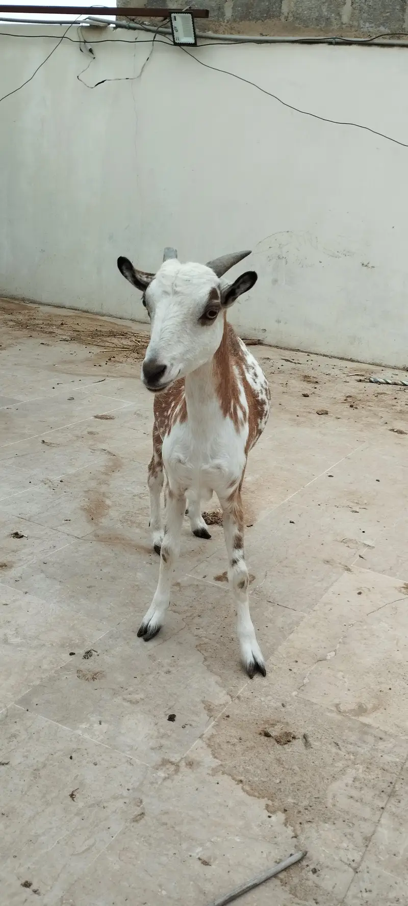 Argent sell dono available han 4 or 2 dat me han cross nhi ha abhi — photo 4