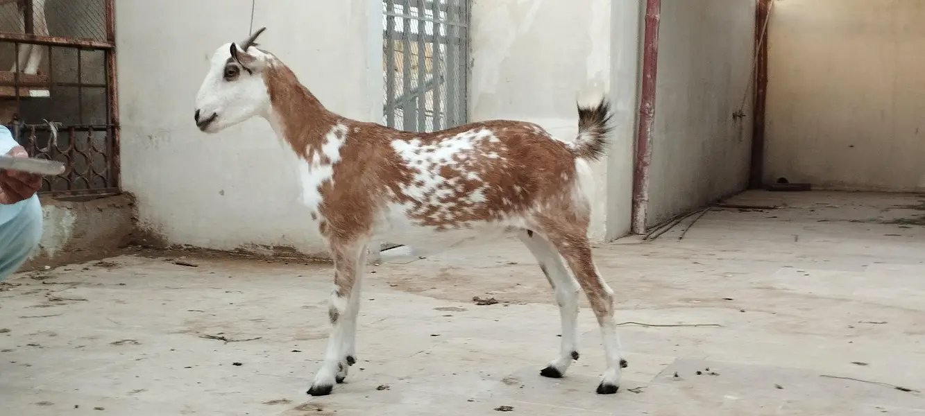 Argent sell dono available han 4 or 2 dat me han cross nhi ha abhi — photo 5