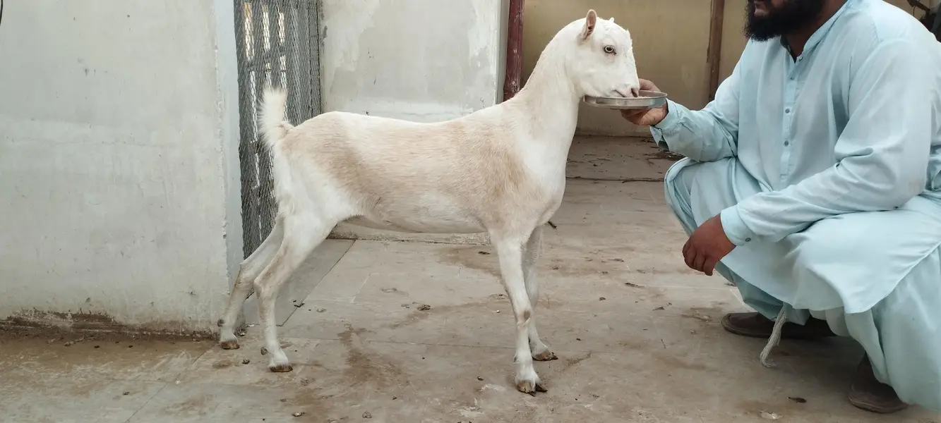 Argent sell dono available han 4 or 2 dat me han cross nhi ha abhi — photo 6