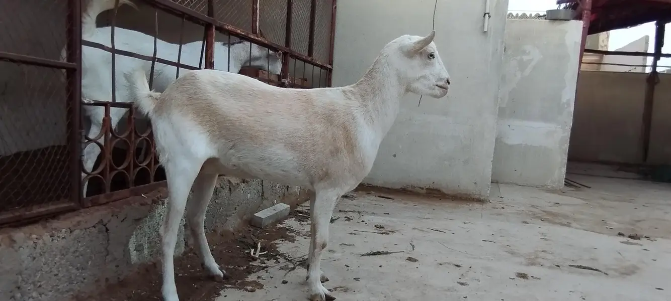 Argent sell dono available han 4 or 2 dat me han cross nhi ha abhi — photo 7
