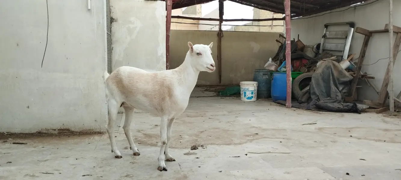 Argent sell dono available han 4 or 2 dat me han cross nhi ha abhi — photo 8