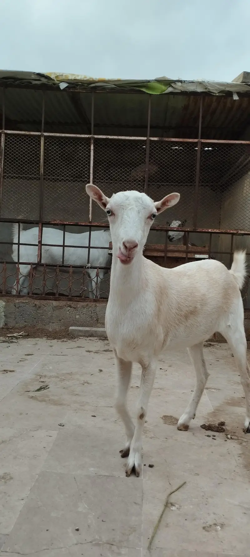 Argent sell dono available han 4 or 2 dat me han cross nhi ha abhi — photo 9