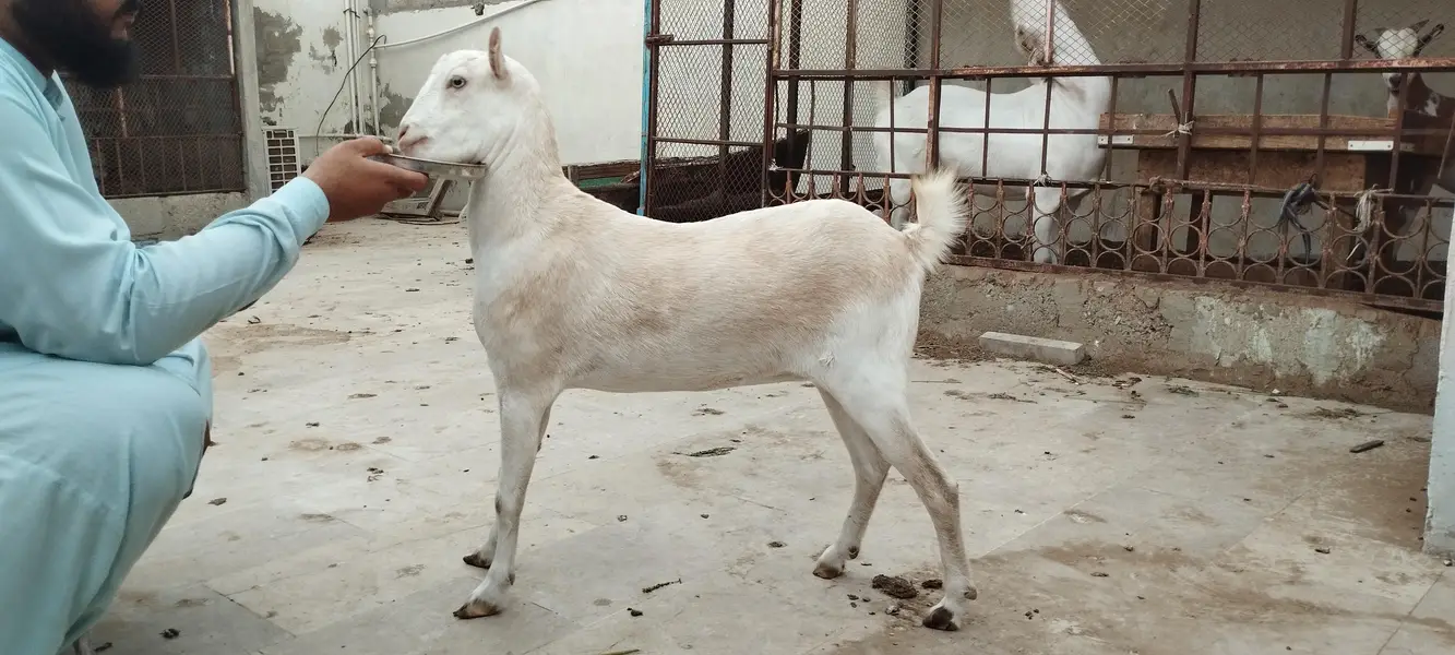 Argent sell dono available han 4 or 2 dat me han cross nhi ha abhi — photo 10