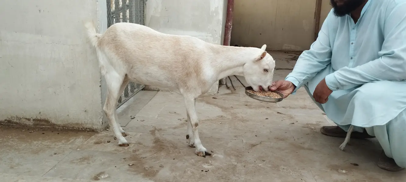 Argent sell dono available han 4 or 2 dat me han cross nhi ha abhi — photo 11