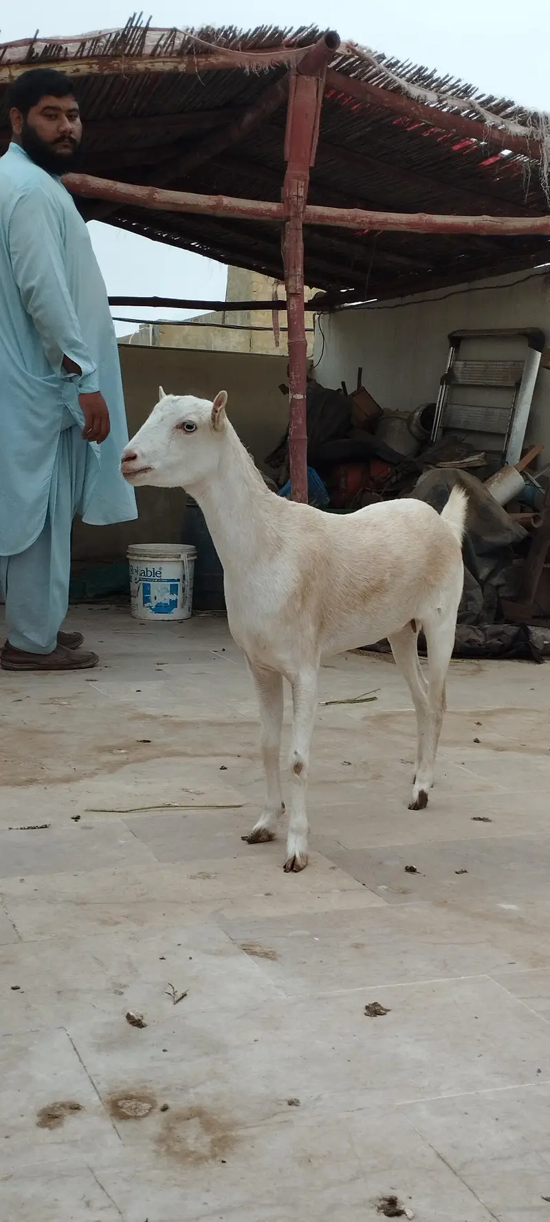 Argent sell dono available han 4 or 2 dat me han cross nhi ha abhi — photo 12