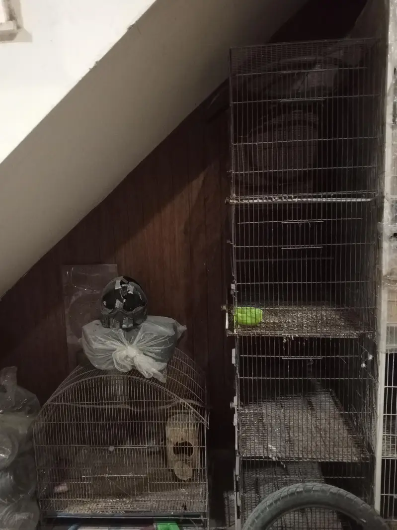 Parrot Cage