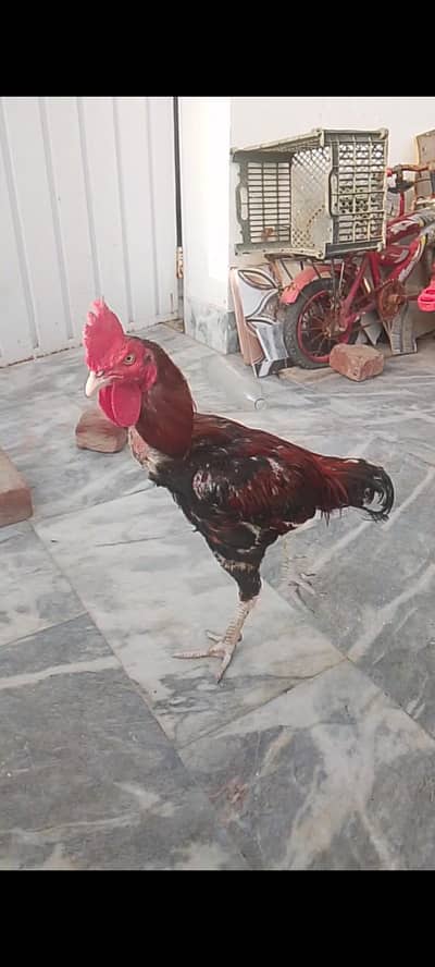 bengum aseel murga