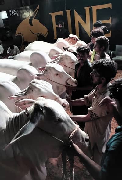 Ready cattle farm for Sale Near abdullah hotel