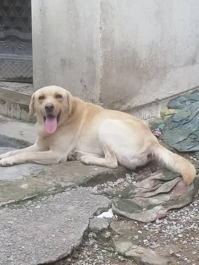 labrador Male Dog Looking For A new Sweet Home