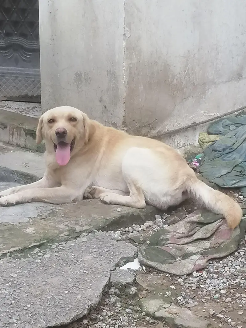 labrador Male Dog Looking For A new Sweet Home
