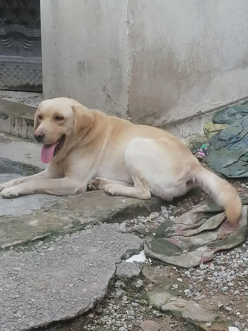 labrador Male Dog Looking For A new Sweet Home — photo 2